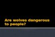 Not Really Wild wolves avoid people. The myths about wolves attacking and eating people are distortions of the truth about the elusive nature of wolves