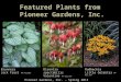 Featured Plants from Pioneer Gardens, Inc. Brunnera Jack Frost PP #13,859 Rudbeckia Little Goldstar PP #22,397 Pioneer Gardens, Inc. – Spring 2013 Dicentra