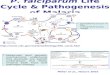 P. falciparum Life Cycle & Pathogenesis of Malaria Miller et al., Nature 2002   Molecular and genetic