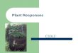 Plant Responses C10L2 Plant Growth Plants respond to their environment by the way they grow or do not grow