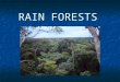 RAIN FORESTS. What is a rain forest? What is a rain forest? A forest region located in the Tropical Zone with a heavy concentration of different species