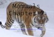Mammals Chapter 7 Powerpoint created & shared by Jamie Miller Fifth & Sixth Grade Teacher Caldwell Adventist Elementary School Idaho Conference, USA Caldwell