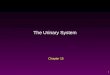 1 Chapter 15 The Urinary System. 2 Outline Functions of the Urinary System Overview of the Urinary System Kidney Structure Urine Formation – Glomerular
