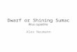 Dwarf or Shining Sumac Rhus copallina Alex Neumann
