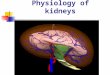 Physiology of kidneys. Function of kidney 1. Excretion of ending nitrogen metabolic products. 2. Excretion of strange substances. 3. Excretion of excess