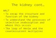 The kidney cont… WALT To recap the structure and function of the kidney To understand the processes of selective reabsorption and where this occurs The