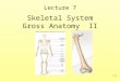 7-1 Skeletal System Gross Anatomy II Lecture 7. 7-2 Appendicular Skeleton Girdles –Pectoral or shoulder –Pelvic Upper Limbs –Arm (brachial) –Forearm (antebrachial)