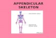 APPENDICULAR SKELETON. Pectoral/Shoulder Girdles Consists of the clavicle and scapula The pectoral girdles and their associated muscles = your shoulders