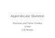 Appendicular Skeleton Pectoral and Pelvic Girdles Limbs 126 Bones