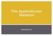 The Appendicular Skeleton Exercise 11. An Introduction to the Appendicular Skeleton The Appendicular Skeleton 126 bones Allows us to move and manipulate