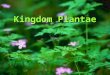 Kingdom Plantae. Introduction Plants are placed into 2 groups based on structural and functional similarities, but all plants share the following characteristics