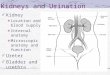 Kidneys and Urination Kidney Location and blood supply Internal anatomy Microscopic anatomy and function Ureter Bladder and urethra