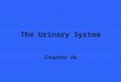 The Urinary System Chapter 26. Introduction n The kidneys are perfect examples of homeostatic organs n Maintain constancy of fluids in our internal environment