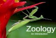 Zoology An Introduction. Zoology Study of animals In this class- Important Kingdoms- Protista- some animallike organisms considered to be evol. precursors