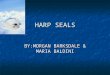 HARP SEALS BY:MORGAN BARKSDALE & MARIA BALDINI. All Aboard! Cute, lovable, huggable, I just want to give a harp seal a big squeeze when I see one. I know
