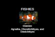 FISHIES Classes: Agnatha, Chondrichthyes, and Osteichthyes