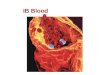 IB Blood. Blood Blood is a connective tissue that contains both dissolved substances and specialized cells