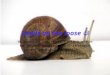 Snails on the loose Welcome to our snail project where we answer questions and research and investigate snails