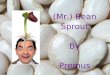 (Mr.) Bean Sprout By Premus. Big beans didn't grow Sprouts of the smallest beans grew the tallest Equal amount of water Equal amount of space Equal number