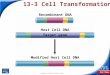 End Show Slide 1 of 21 Copyright Pearson Prentice Hall 13-3 Cell Transformation Recombinant DNA Host Cell DNA Target gene Modified Host Cell DNA