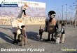 Destination Flyways Taej Mundkur. Destination Flyways The project focuses on the protection of migratory birds and their habitats and the creation of