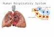 Human Respiratory System. Why Do we need a Respiratory System? We need a respiratory system to 1.provide oxygen for cellular respiration 2.To release