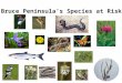 Bruce Peninsula’s Species at Risk. Legislation to protect species at risk -Committee on the Status of Endangered Wildlife in Canada (COSEWIC) was created