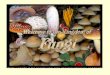 FUNGI. COMMON FUNGI EXAMPLES: –Mushrooms, yeasts, molds, morels, bracket fungi, puff balls