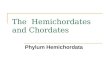 The Hemichordates and Chordates Phylum Hemichordata