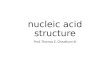 Nucleic acid structure Prof. Thomas E. Cheatham III