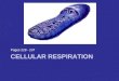CELLULAR RESPIRATION Pages 228 - 237. CELLULAR RESPIRATION 1.All organisms respire! 2.Cellular respiration is like the reverse reaction of photosynthesis