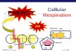 Regents Biology 2009-2010 Cellular Respiration ENERGY ATP 123