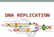 DNA REPLICATION. What does it mean to replicate? The production of exact copies of complex molecules, such as DNA molecules, that occurs during growth