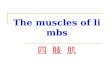 The muscles of limbs 四 肢 肌. The muscles of upper limb 上肢肌 The muscles of upper limb are divided into: The muscles of shoulder arm forearm hand
