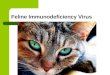 Feline Immunodeficiency Virus. Feline Immunodeficiency virus (FIV) is classified as a lentivirus (“slow virus”) and is in the retrovirus family. The feline