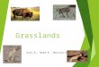 Grasslands Gary B., Norm B., Marissa B.. Where is ecosystem located?  North and South America  Africa and Asia  Europe and Australia  Everywhere but