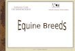 ACT - Equine Breeds1. 2 ANALUSIAN Light Breed 15 to 16.2 hands Marro Medallon