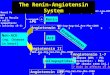 Angiotensinogen Angiotensin I Angiotensin II Angiotensin III Renin ACE Aminopeptidase Non-ACE ( eg. Chymase in heart ) Endopeptidase Angiotensin 1-7 Releases