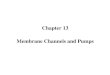 Chapter 13 Membrane Channels and Pumps. Permeability of membrane is conferred by two classes of membrane proteins : PUMPs and CHANNELs. -PUMP : use ATP