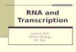 RNA and Transcription Lecture #24 Honors Biology Ms. Day