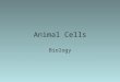 Animal Cells Biology. Animal Cells vs Other Eukaryotic Cells Plant Cells- contain rigid, mostly impermeable cell wall composed of cellulose, lignin, and