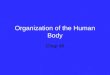 Organization of the Human Body Chap 46. Cell specialization Zygote –Forms three germ layers Ectoderm; outher layer, skin & nervous system Mesoderm: middle