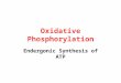 Oxidative Phosphorylation Endergonic Synthesis of ATP