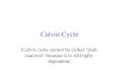 Calvin Cycle Calvin cycle cannot be called “dark reaction” because it is still light- dependent