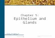 Copyright 2007 by Saunders/Elsevier. All rights reserved. Chapter 5: Epithelium and Glands Color Textbook of Histology, 3rd ed. Gartner & Hiatt Copyright