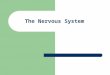 The Nervous System. Nervous System The master controlling and communicating system of the body Functions – Sensory input – monitoring stimuli occurring