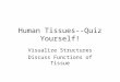 Human Tissues--Quiz Yourself! Visualize Structures Discuss Functions of Tissue