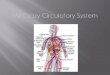 Your circulatory system a system that carries your blood throughout your body