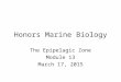 Honors Marine Biology The Epipelagic Zone Module 13 March 17, 2015
