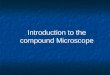 Introduction to the compound Microscope. Types of Microscopes Compound Microscope Stereoscope or dissecting scope Onion cells (100x) Cheek cells (400x)